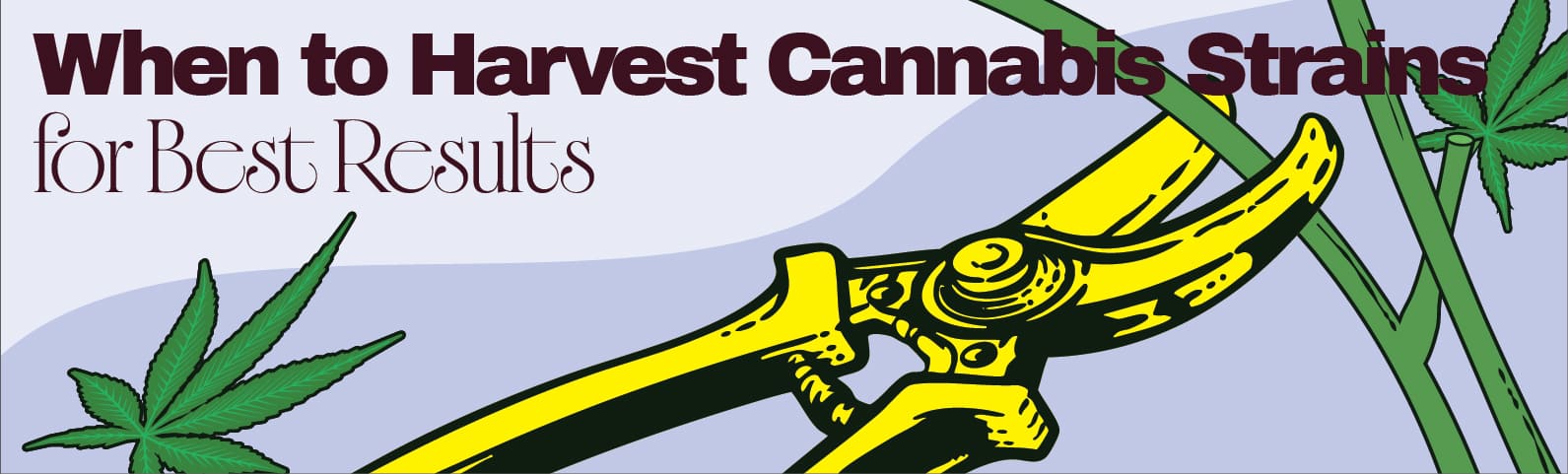 When to Harvest Cannabis Strains for Best Results When to Harvest Cannabis Strains for Best Results